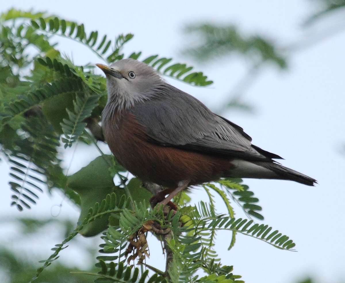 Chestnut-tailed Starling - Albin Jacob