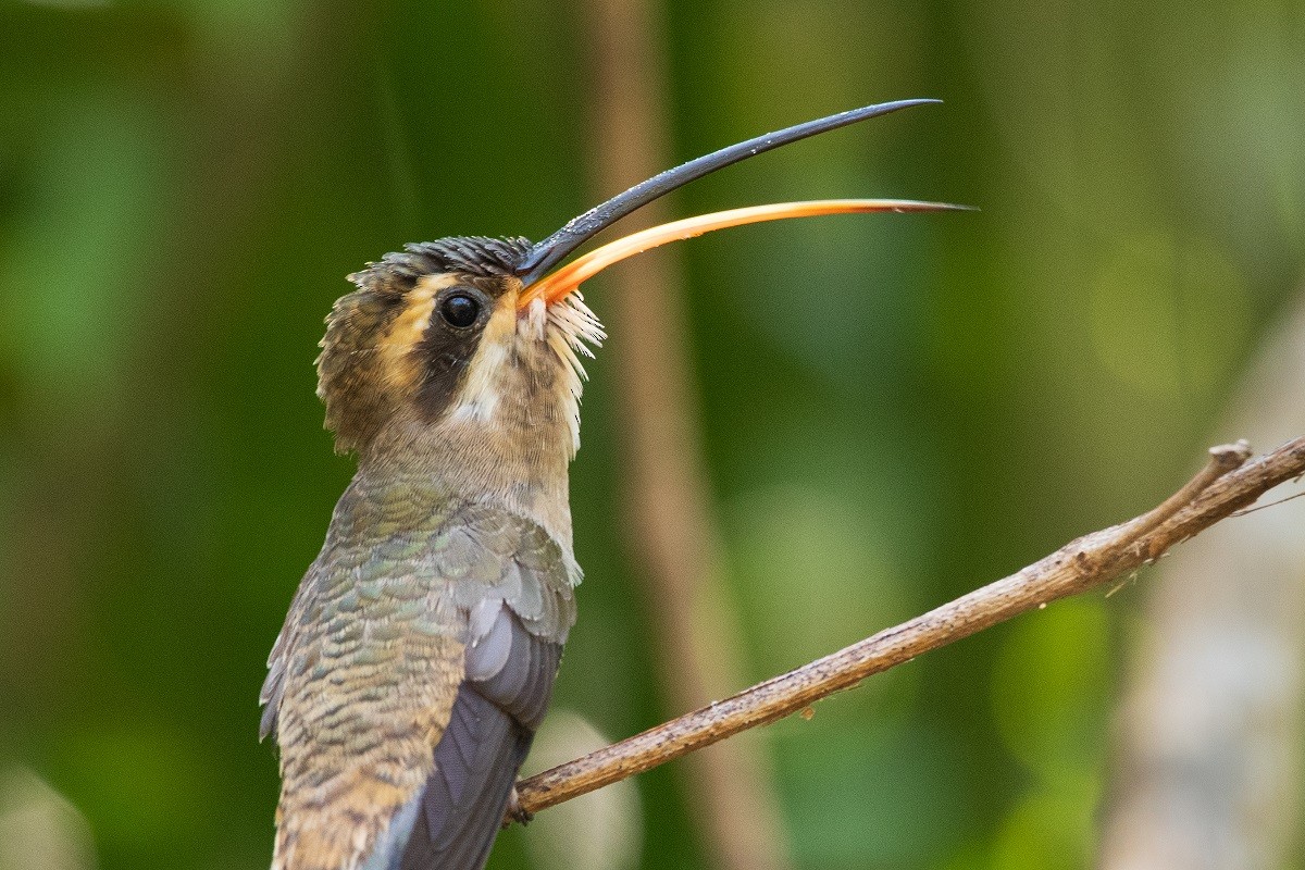 kolibřík západomexický - ML232527521