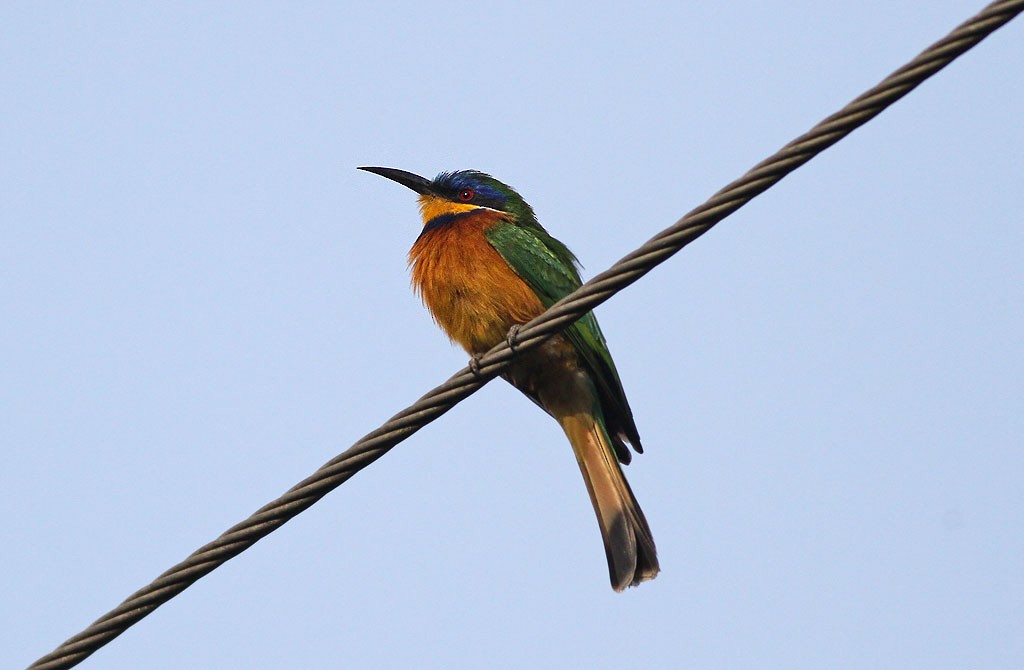Ethiopian Bee-eater - ML232527551