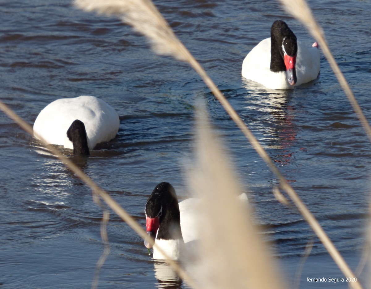 Black-necked Swan - fernando segura