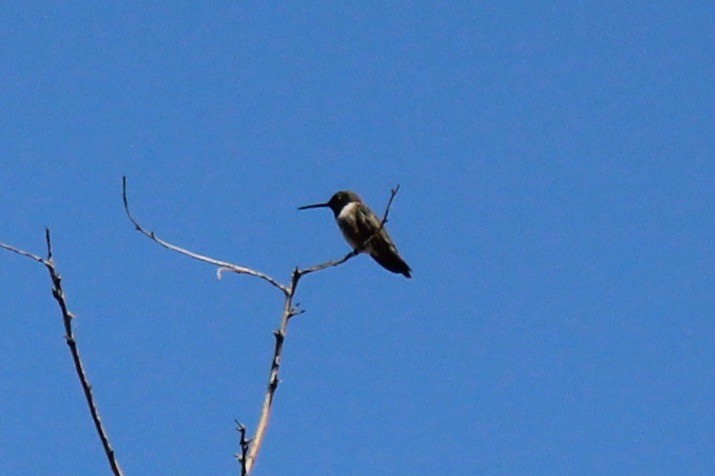 Black-chinned Hummingbird - Ken Wade