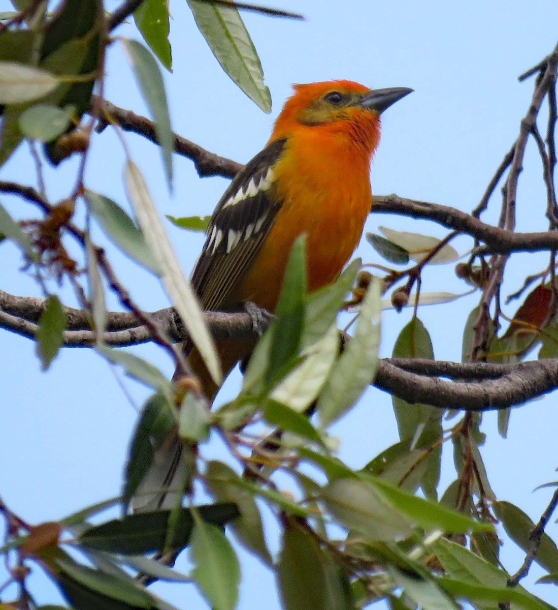 Flame-colored Tanager - Kristy Reske-Gallo