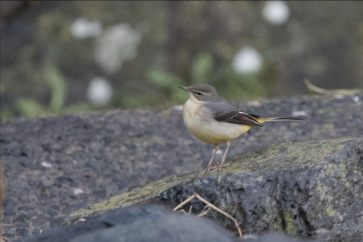 Gray Wagtail - Simon Colenutt