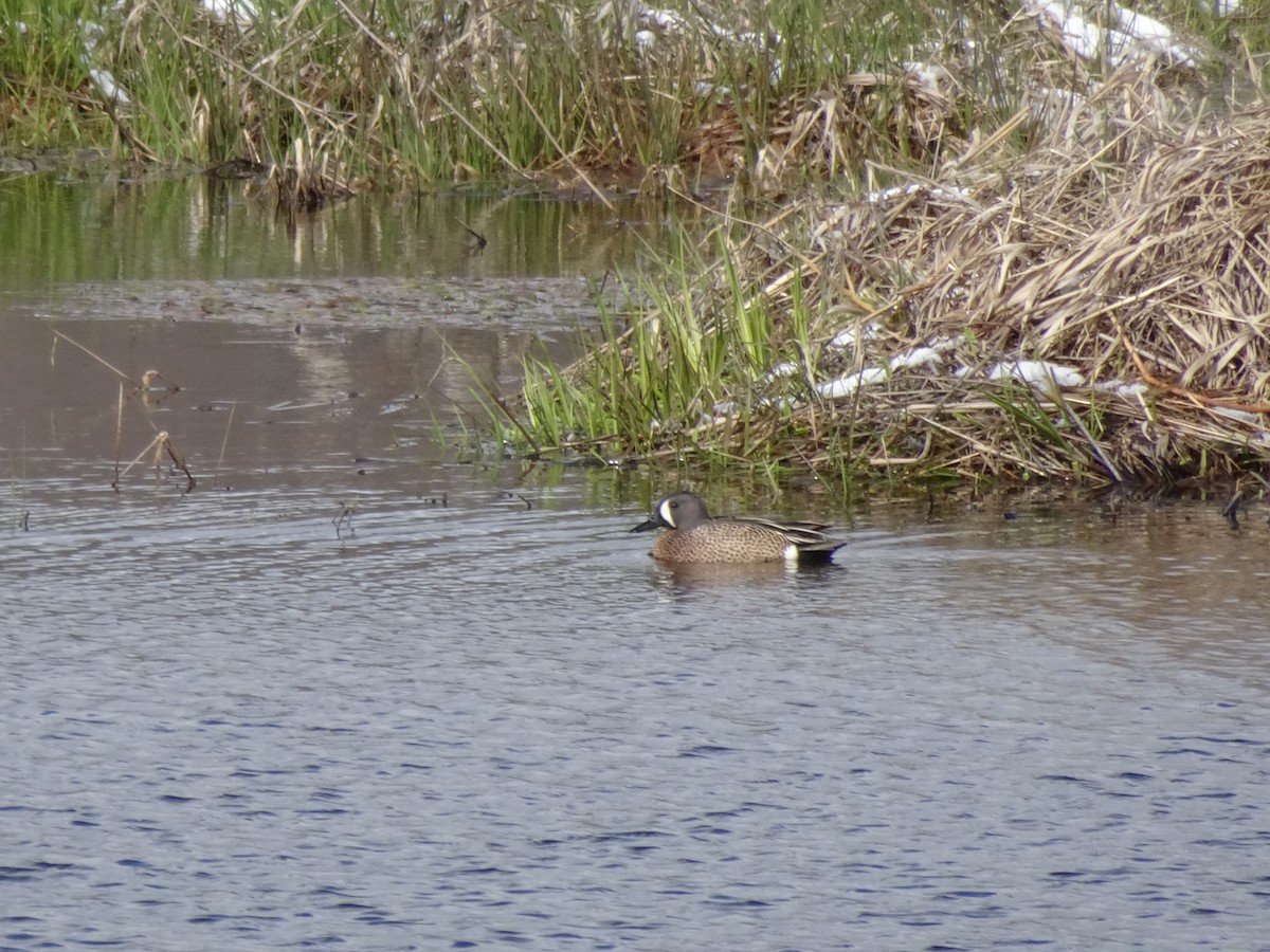 Blue-winged Teal - ML232535131