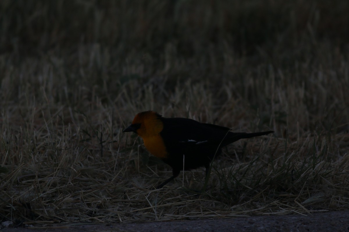 Yellow-headed Blackbird - ML232535901