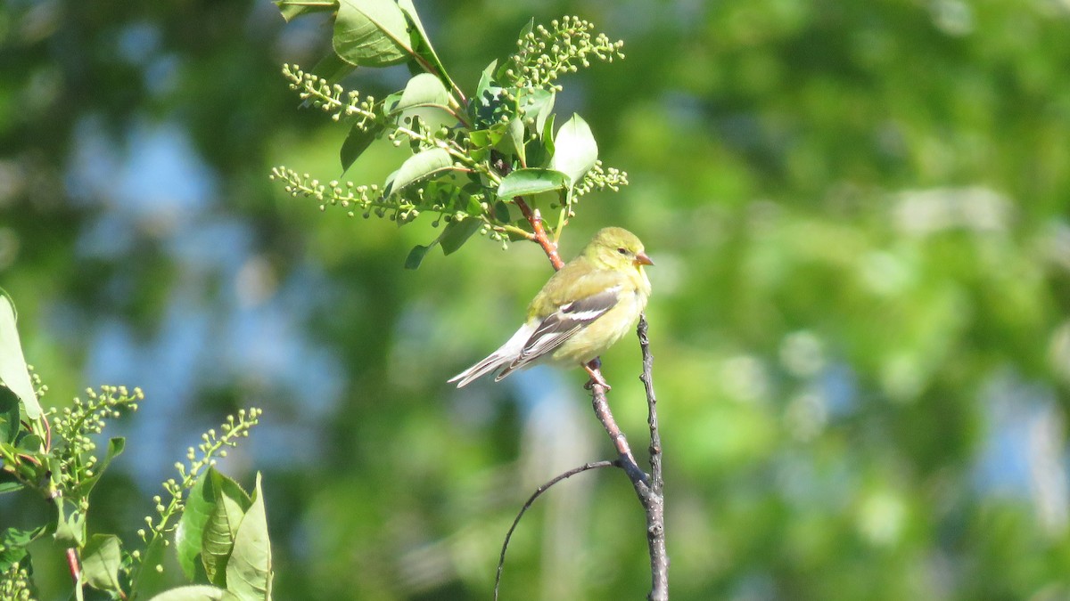 American Goldfinch - Curtis Mahon