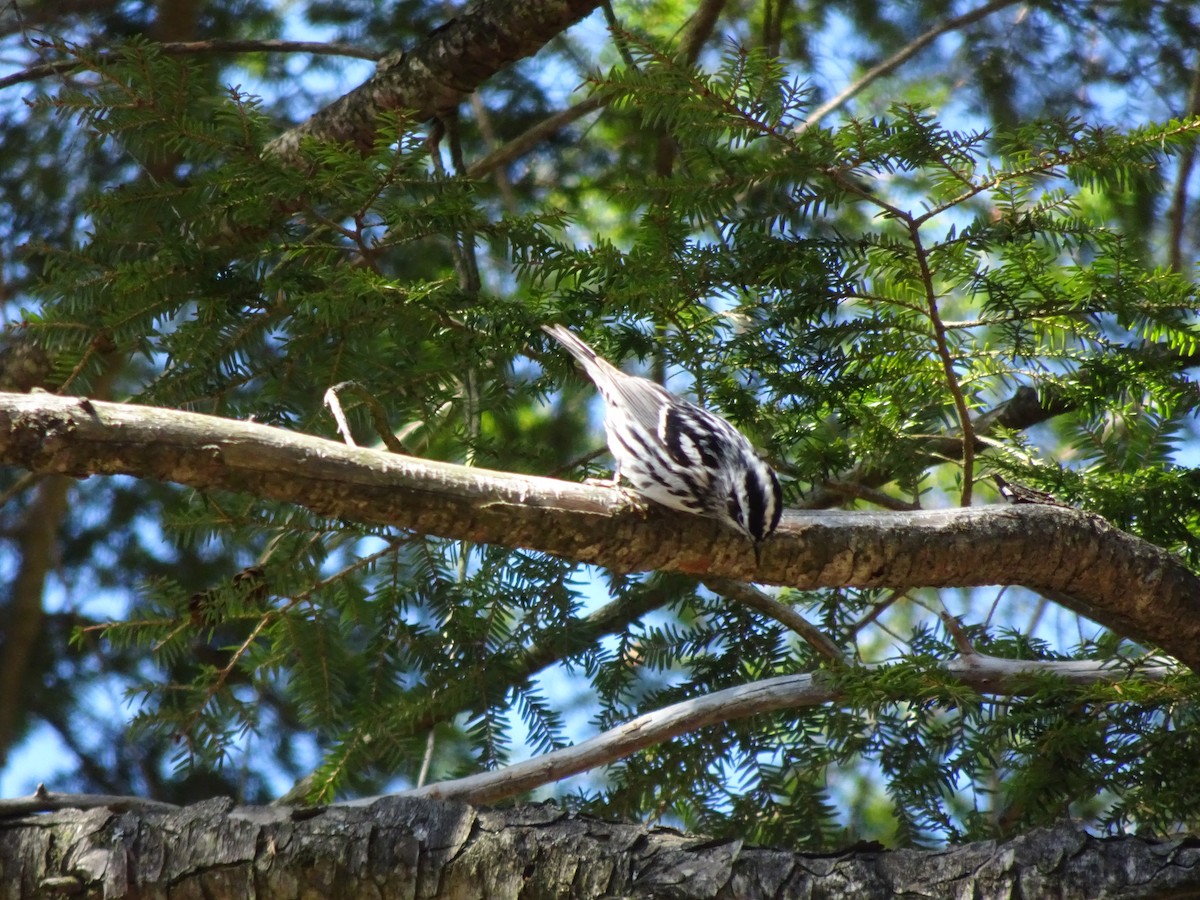 Black-and-white Warbler - ML232542841