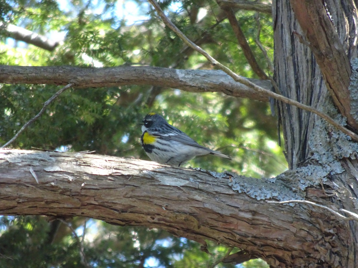 Yellow-rumped Warbler - Abby Lawson