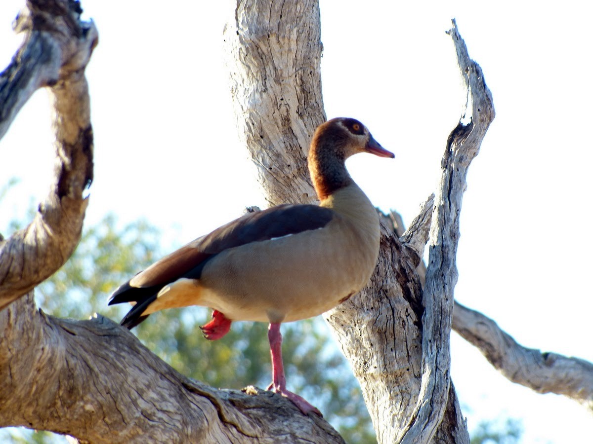 Egyptian Goose - Andy Frank