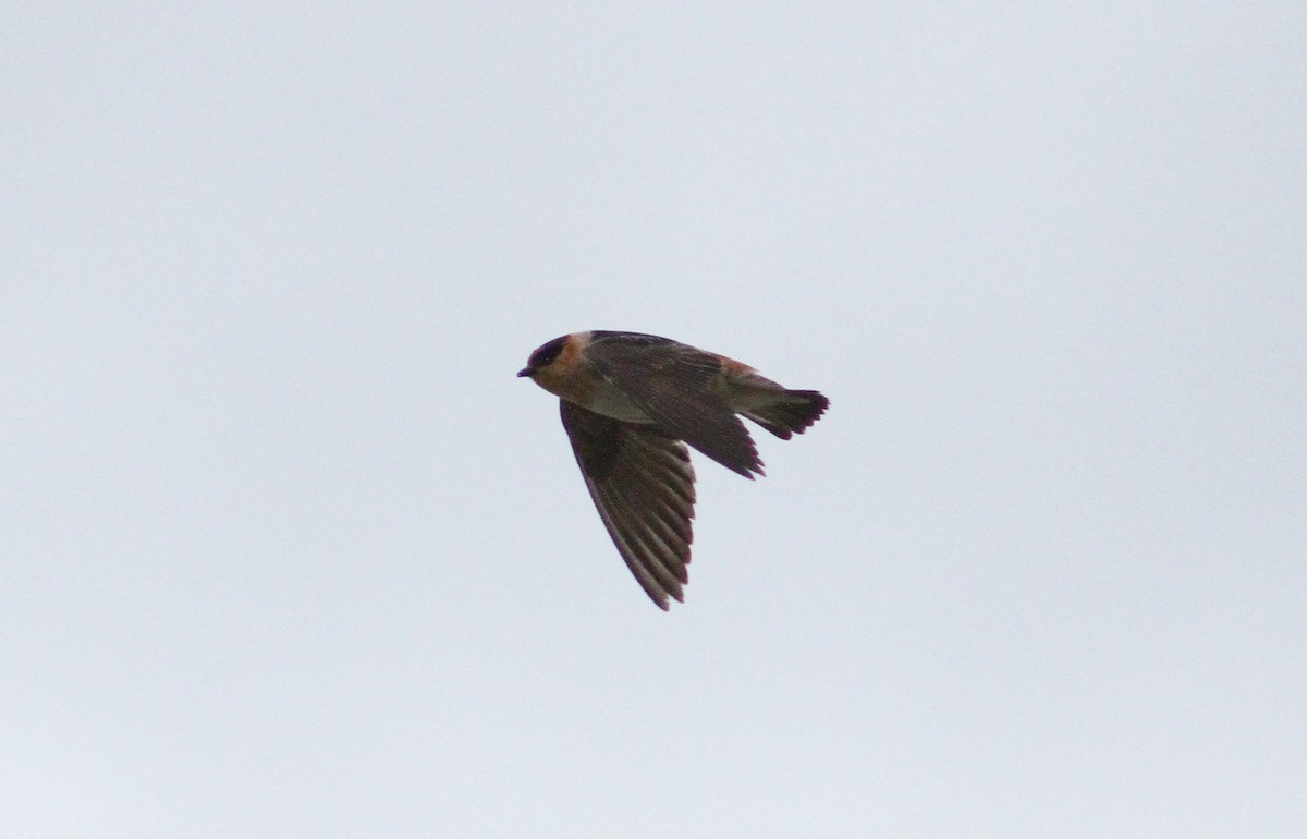 Cave Swallow - ML232546041