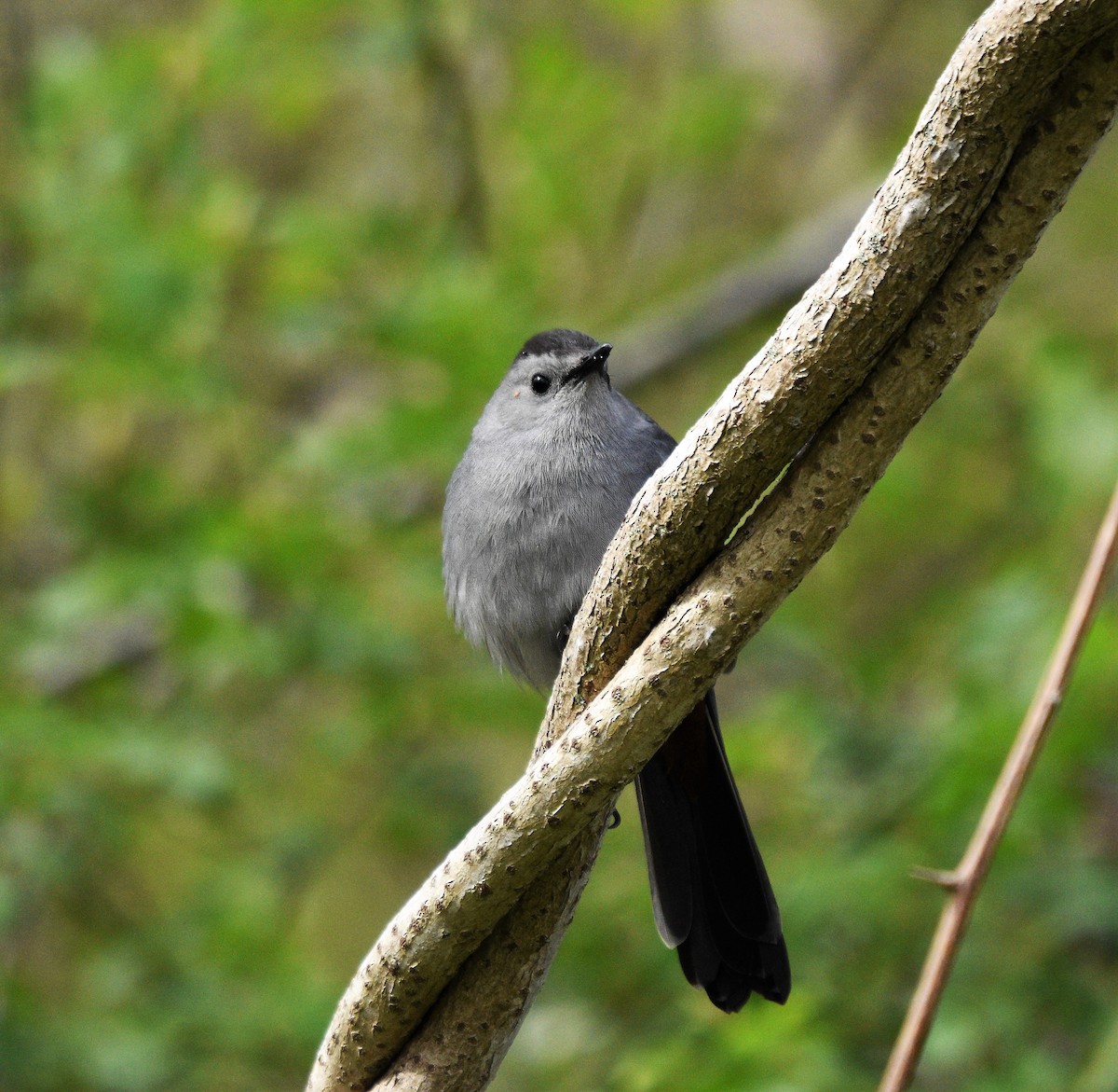 Gray Catbird - Peter Muir