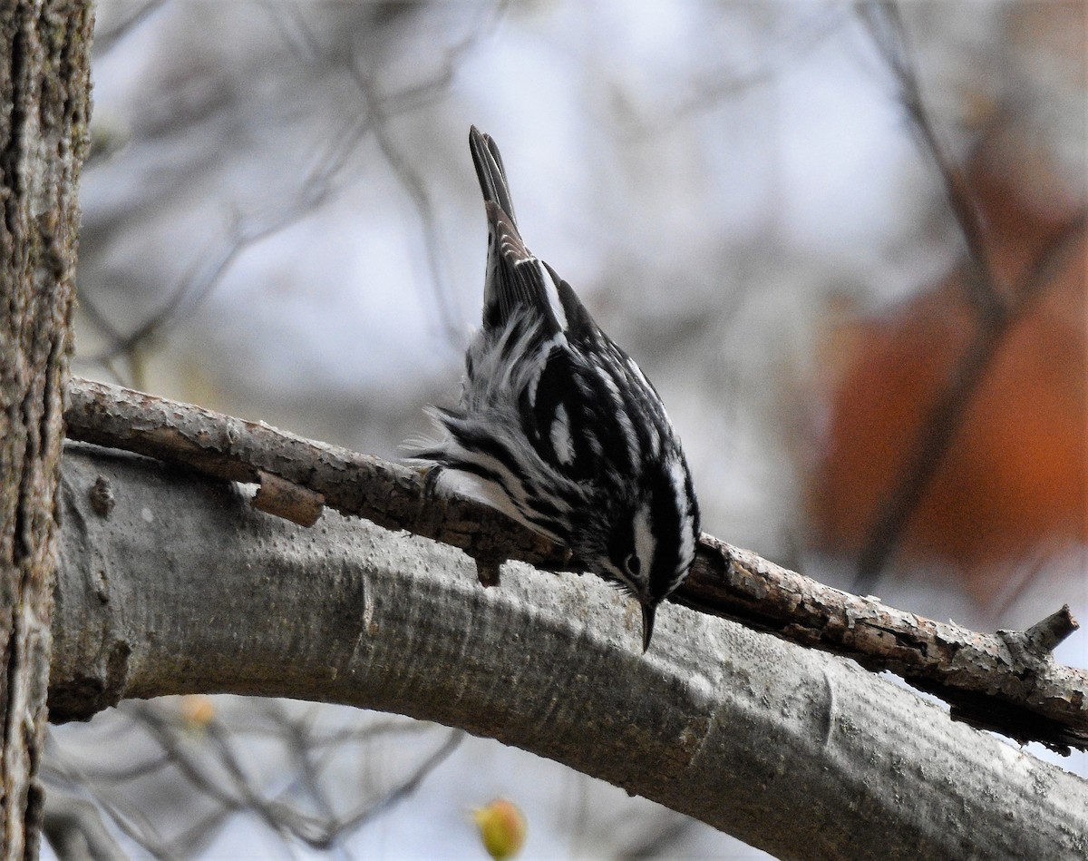 Black-and-white Warbler - ML232546491