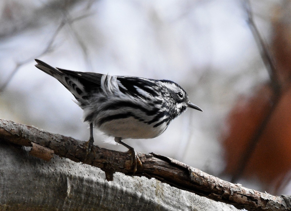 Black-and-white Warbler - ML232546731