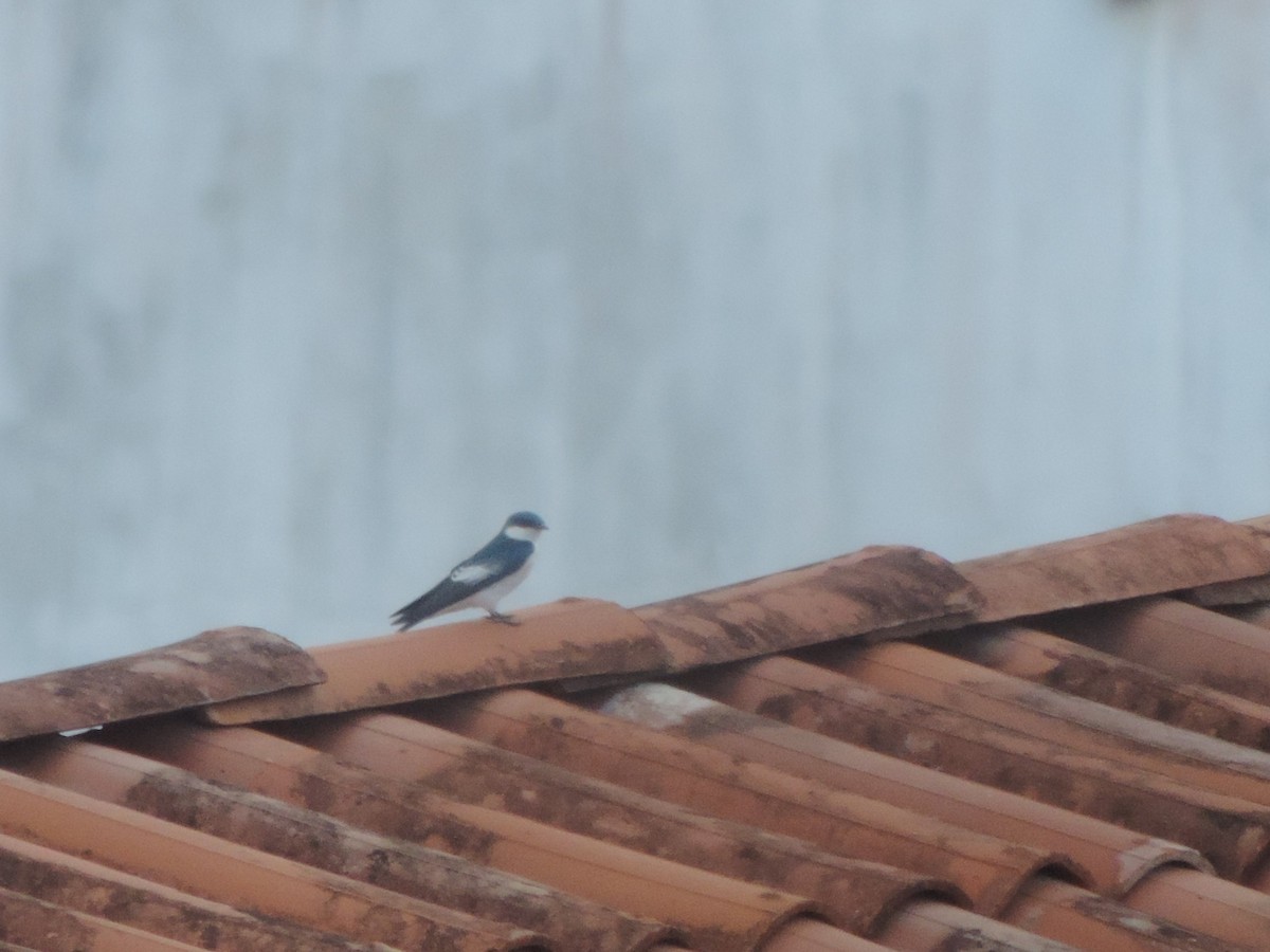White-winged Swallow - ML232550441