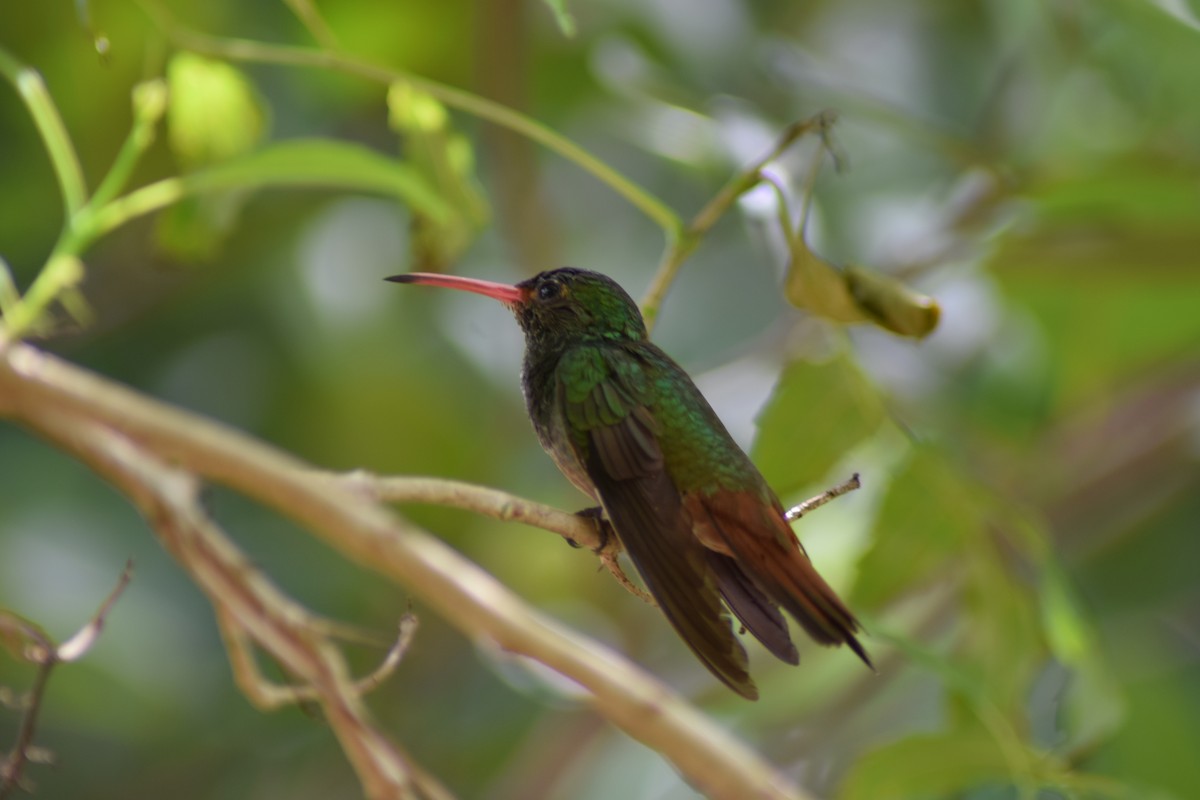 Rufous-tailed Hummingbird - Paola Sarmiento