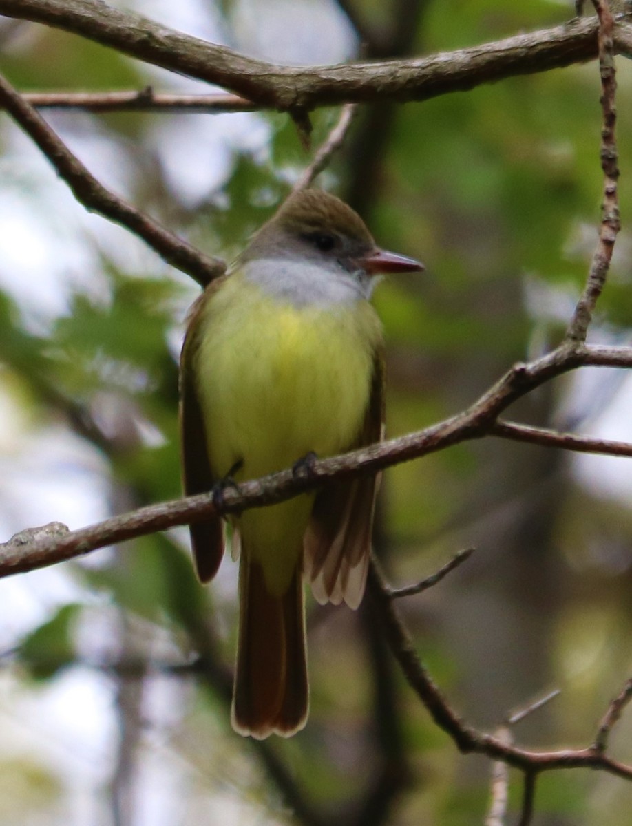 Great Crested Flycatcher - ML232554941