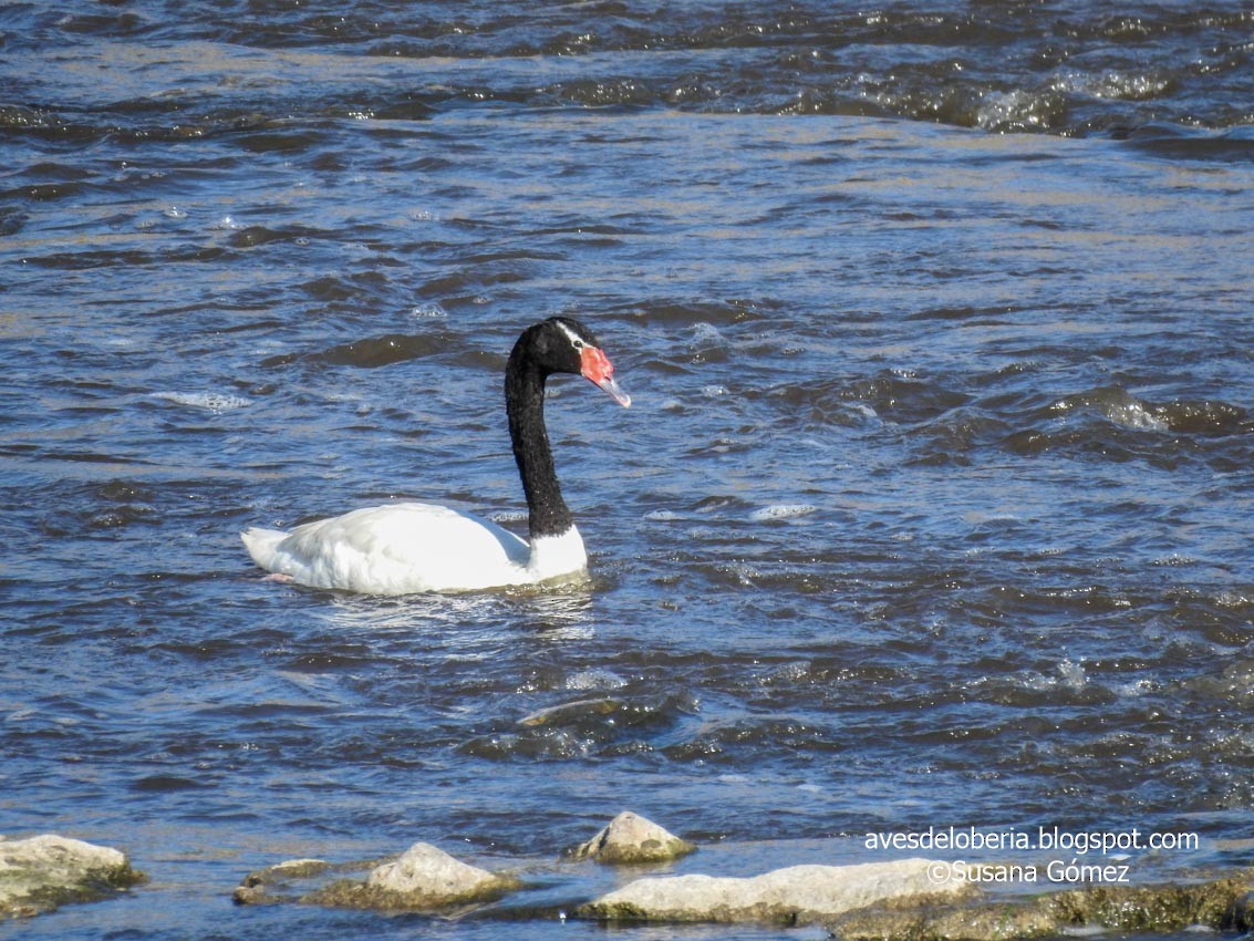 Black-necked Swan - Susana Gómez
