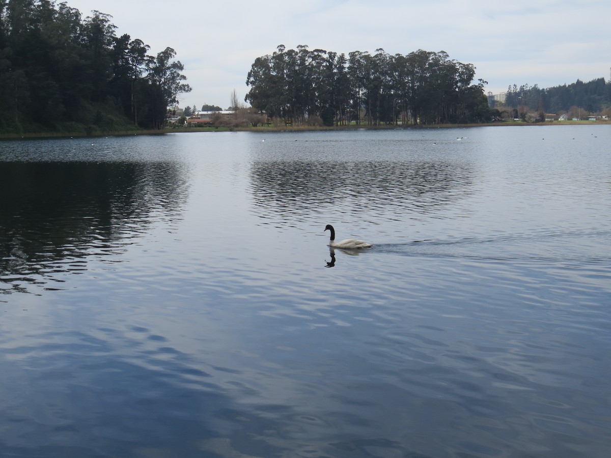 Black-necked Swan - ML232560711