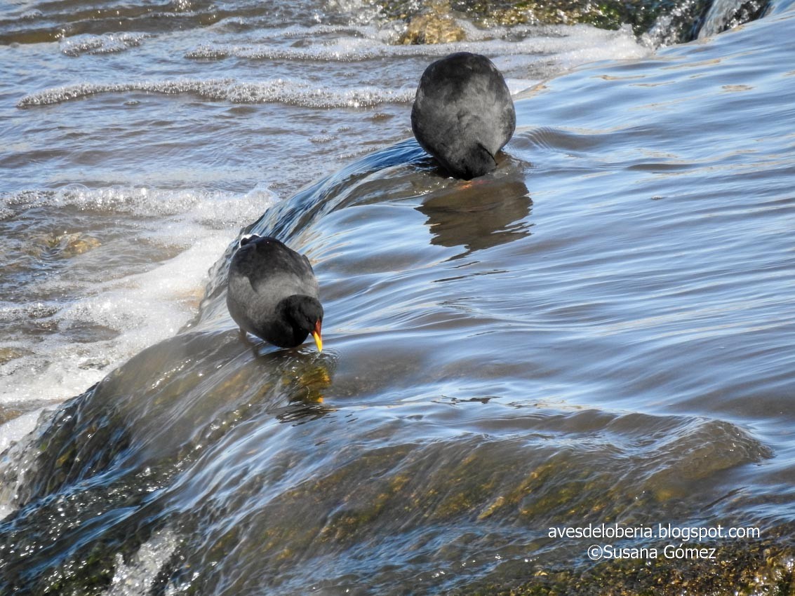 Red-fronted Coot - ML232561531