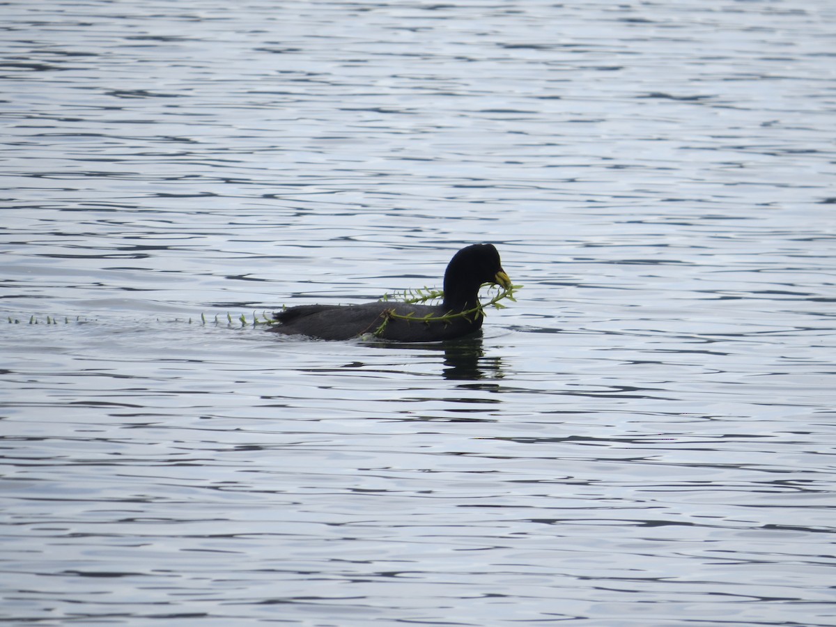 Red-gartered Coot - ML232561611