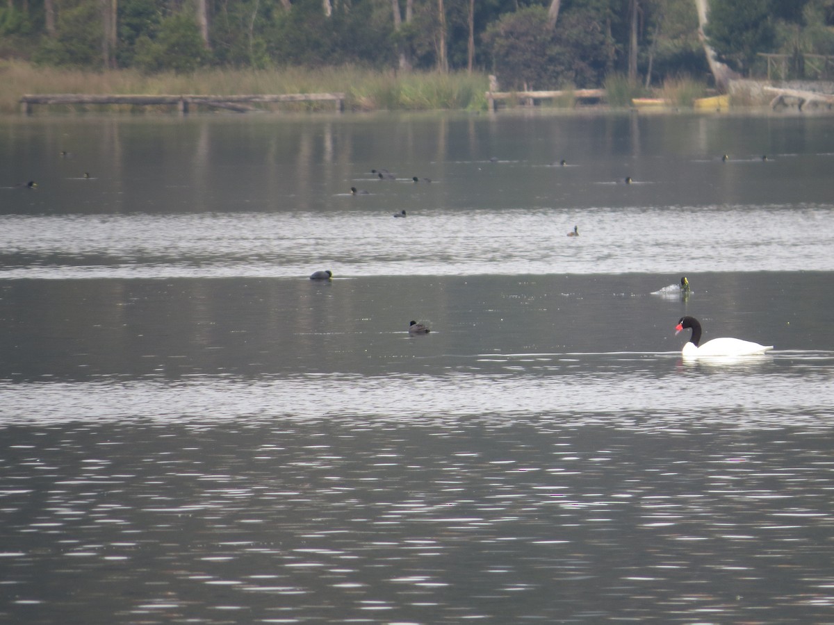 Red-gartered Coot - ML232561781