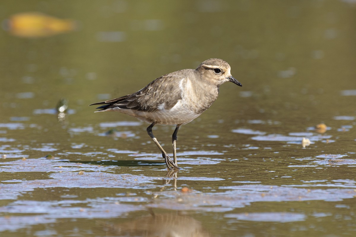 Rufous-chested Dotterel - ML232562301