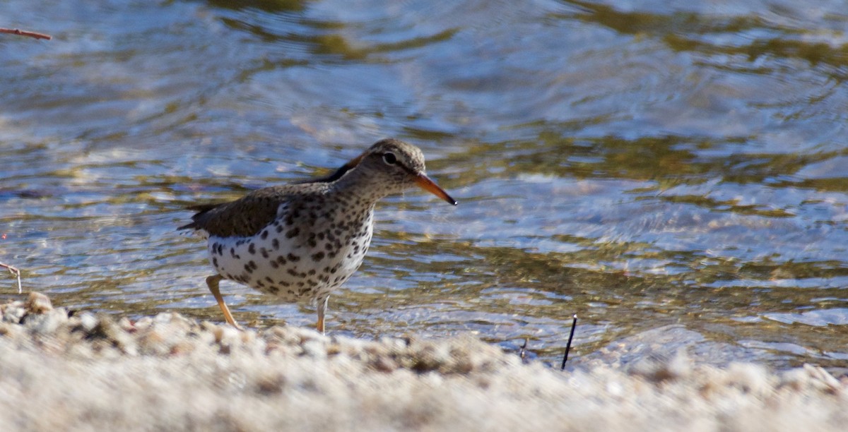 Spotted Sandpiper - Trey Rogers