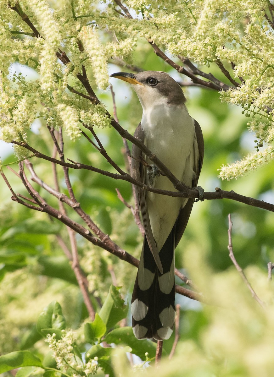 Yellow-billed Cuckoo - Denny Swaby