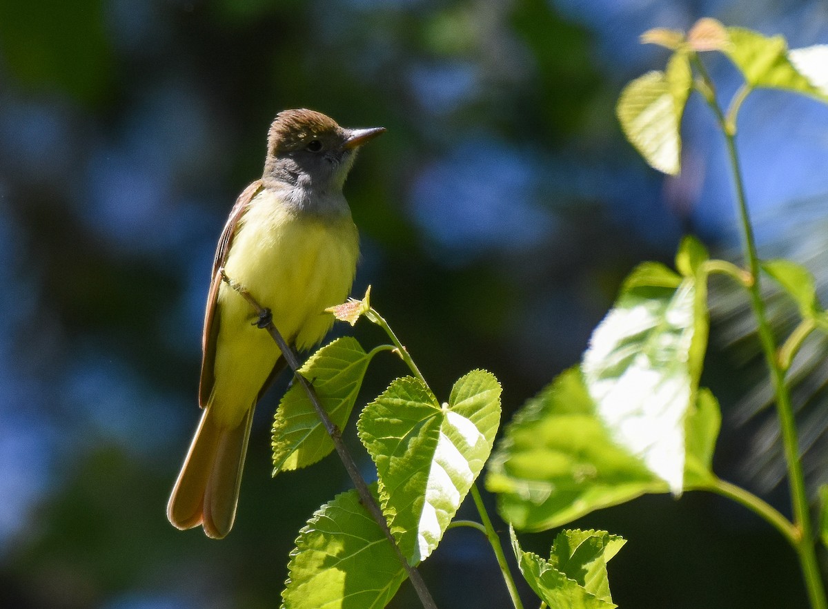 Great Crested Flycatcher - ML232568701