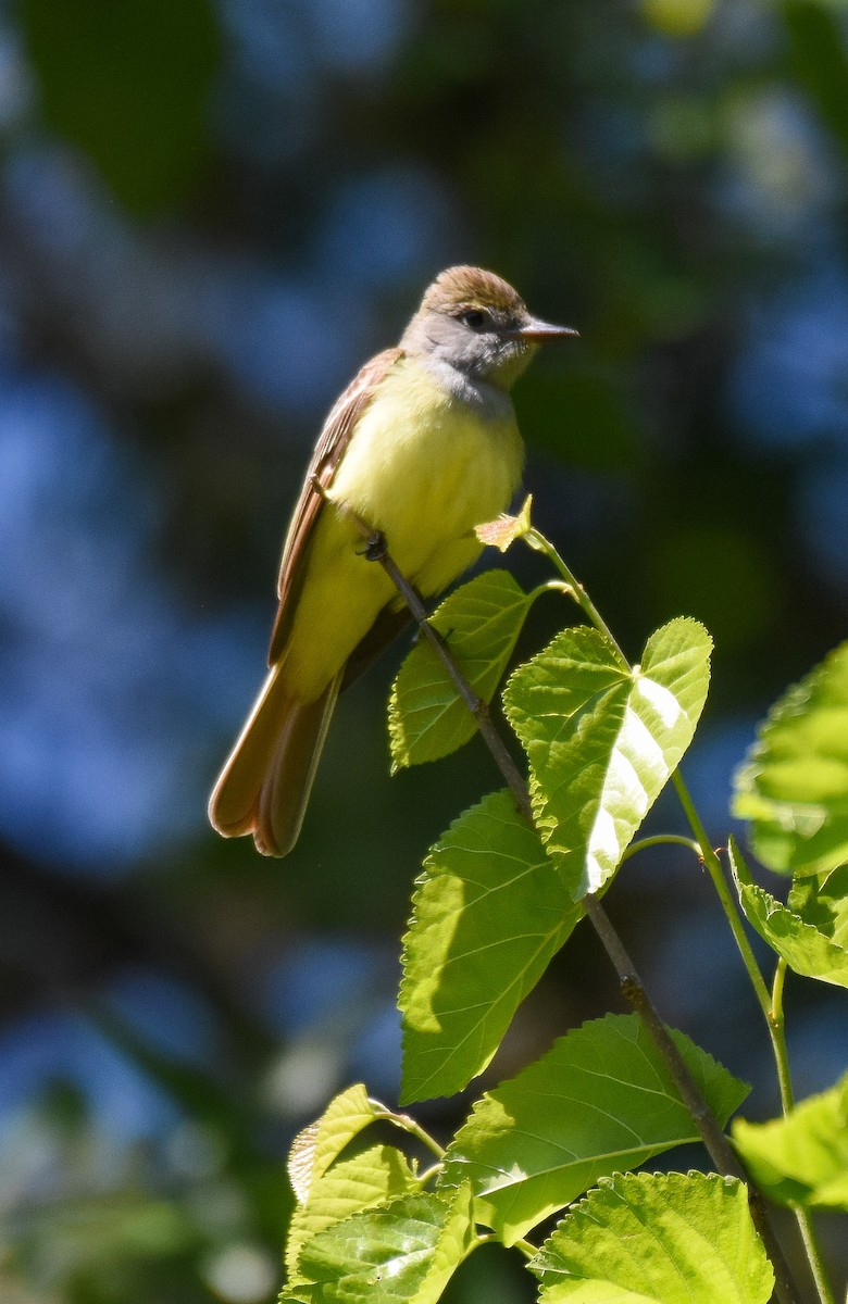 Great Crested Flycatcher - ML232568731