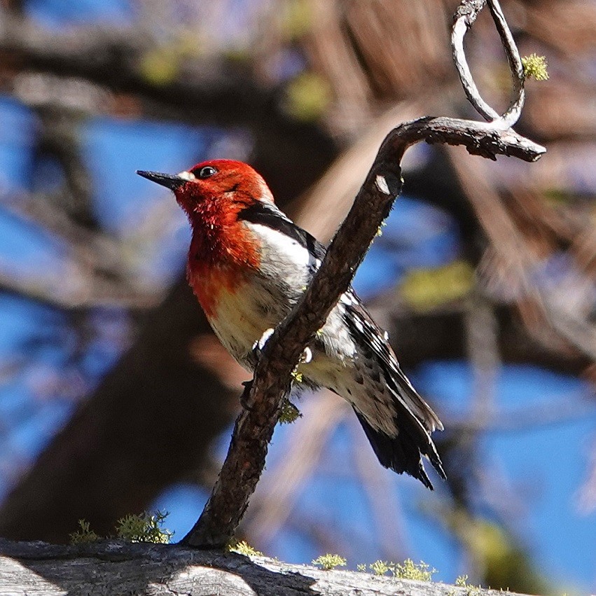 Red-breasted Sapsucker - ML232568961