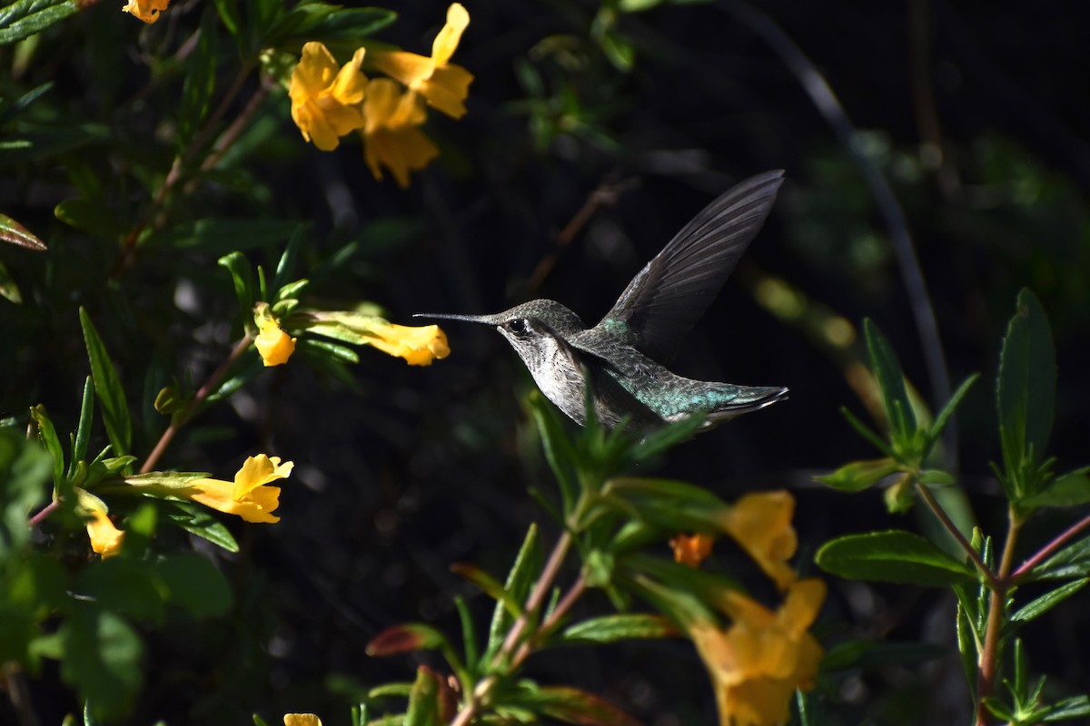 Anna's Hummingbird - ML232569461