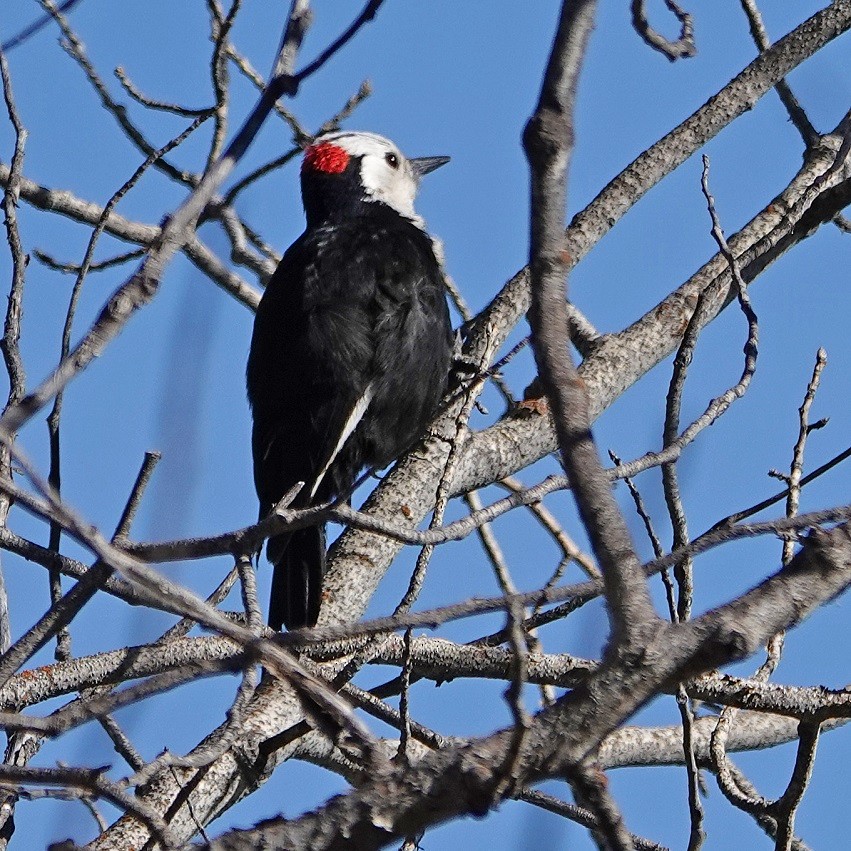 White-headed Woodpecker - ML232570381