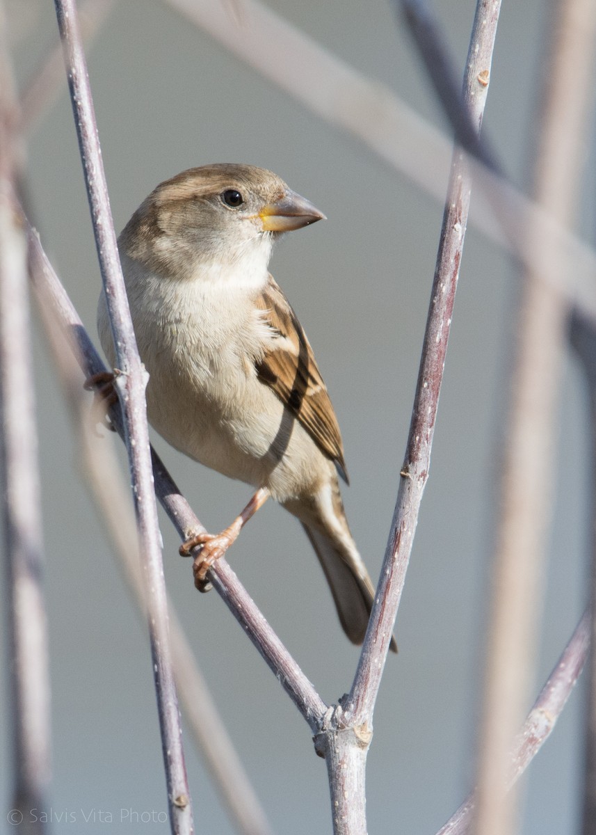 House Sparrow - Alexia S.(wkingfisher)