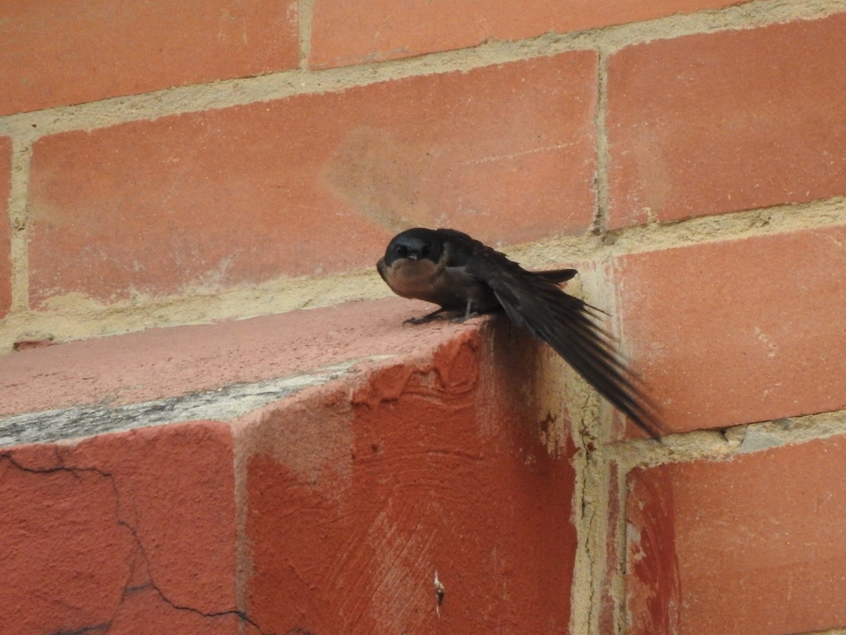 Brown-bellied Swallow - ML232583161