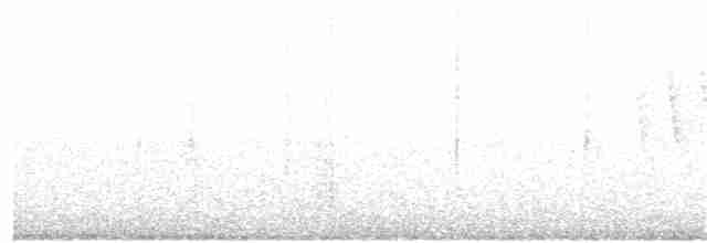 Дрізд-короткодзьоб Cвенсона [група ustulatus] - ML232583991