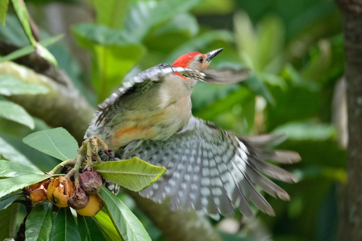 Red-bellied Woodpecker - Candice Head