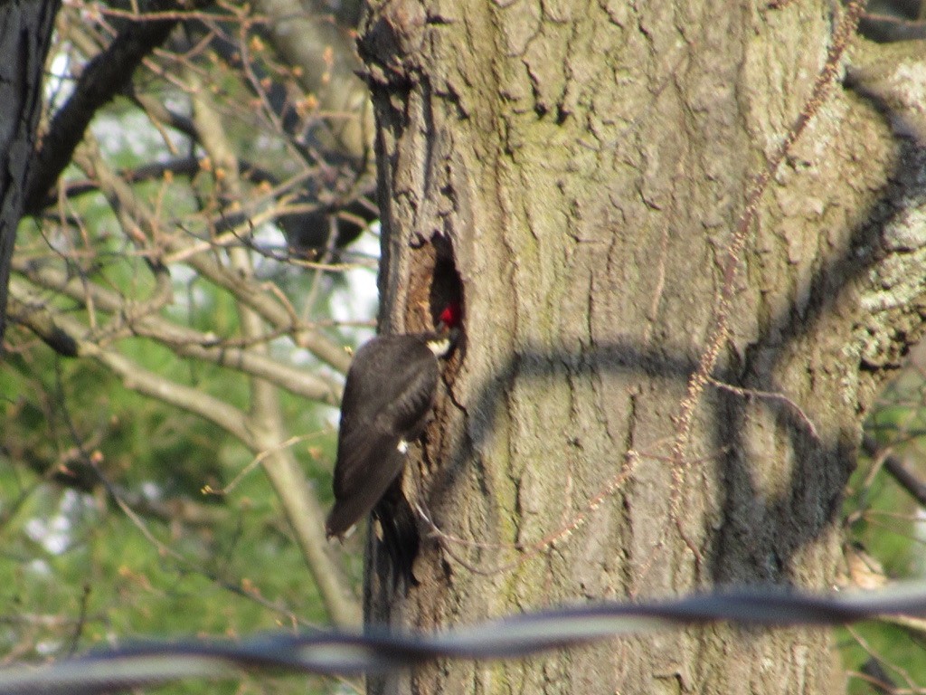 Pileated Woodpecker - ML232584451
