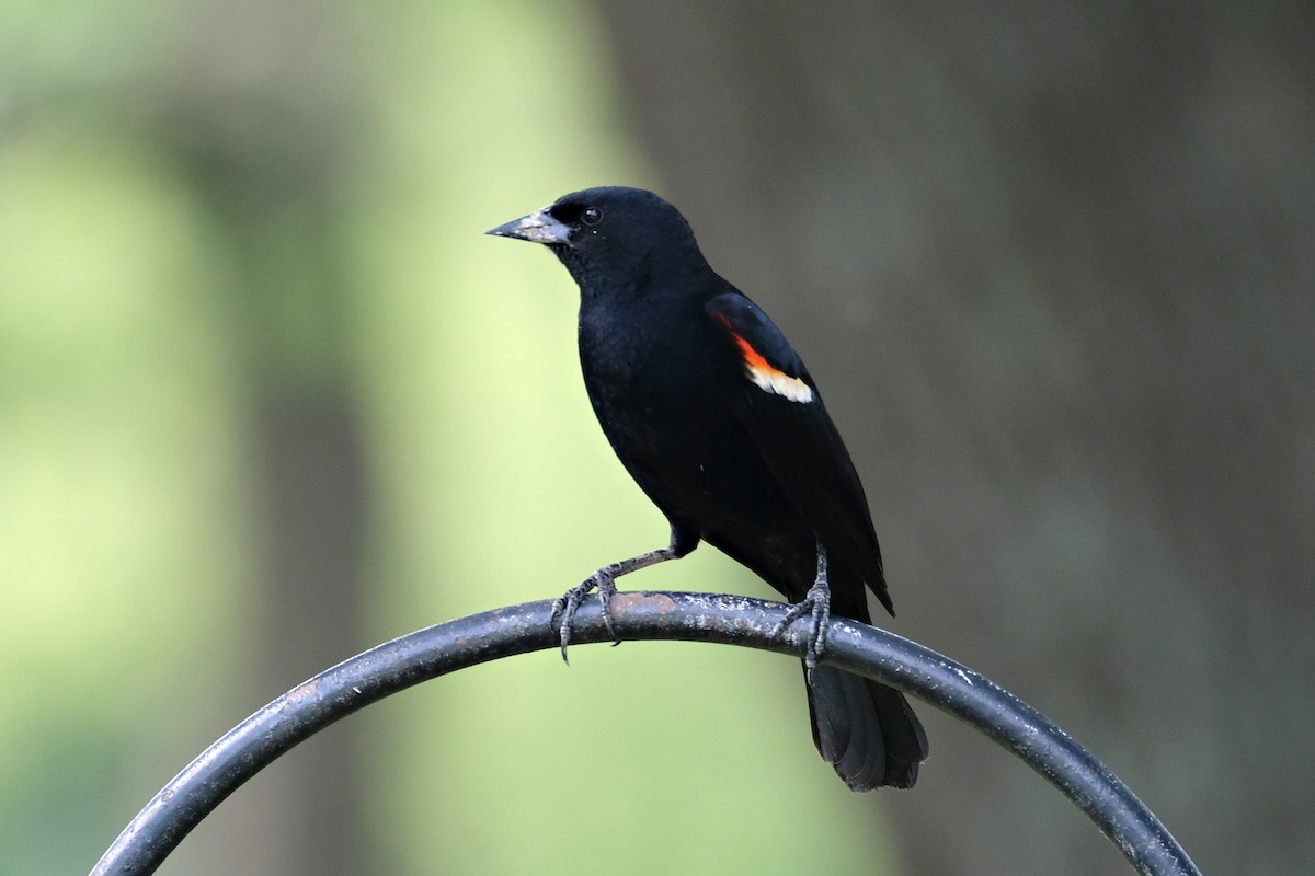 Red-winged Blackbird - Candice Head