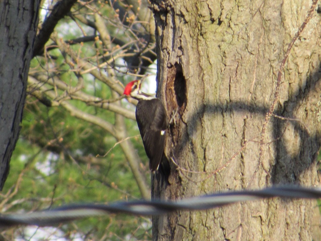 Pileated Woodpecker - ML232584631