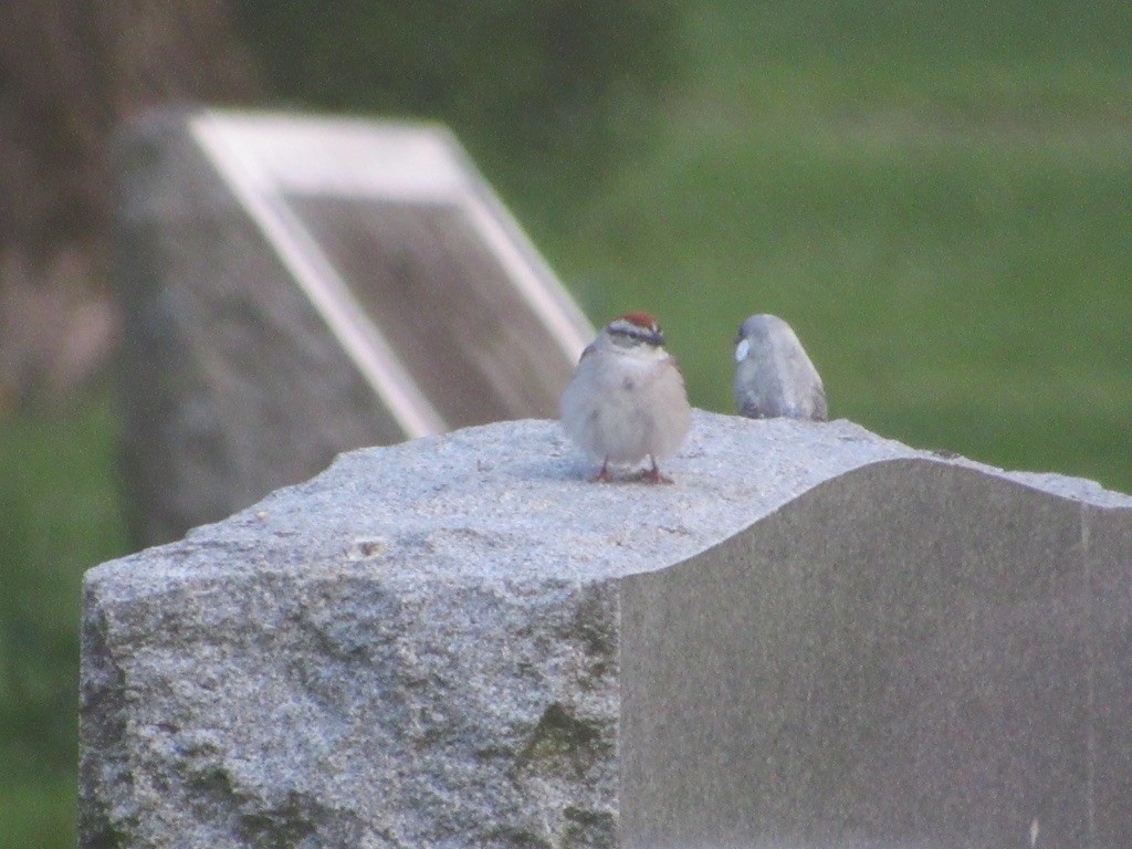 Chipping Sparrow - ML232585471