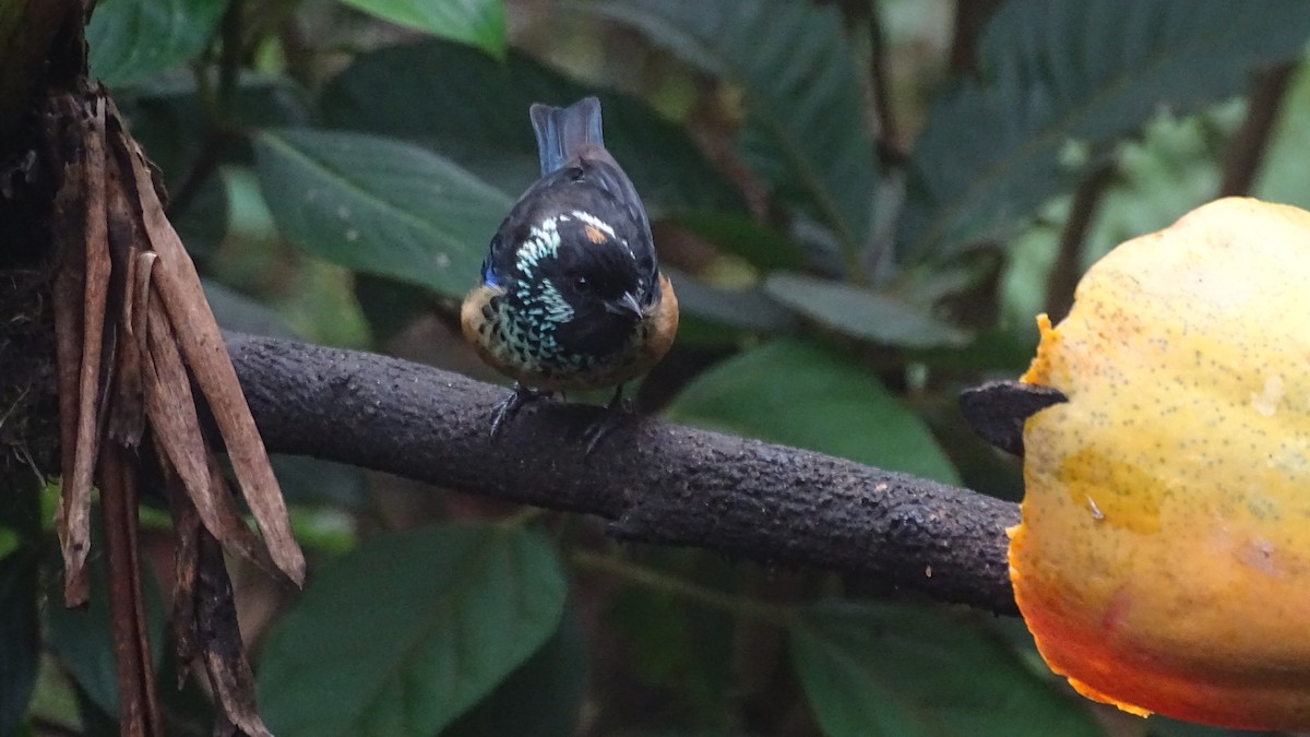 Spangle-cheeked Tanager - ML232585601