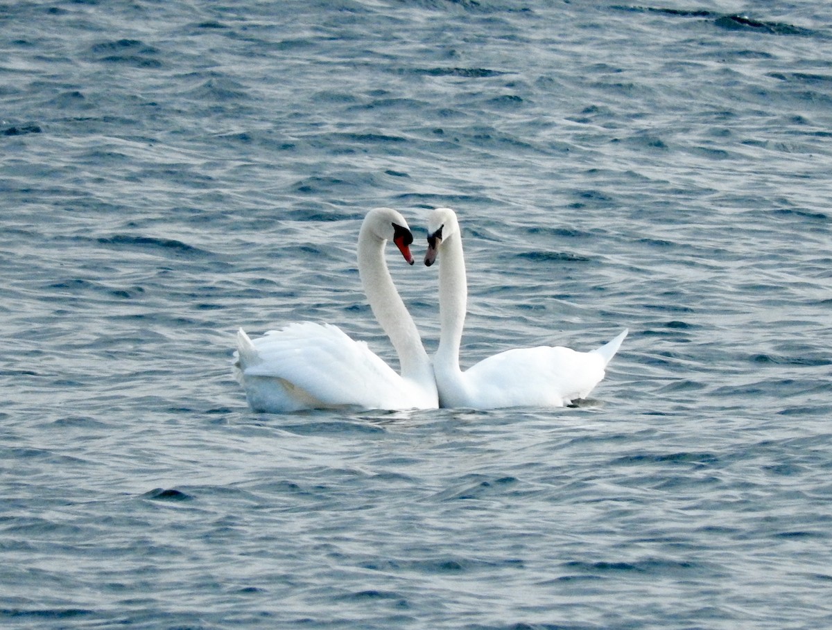 Mute Swan - Noam Markus
