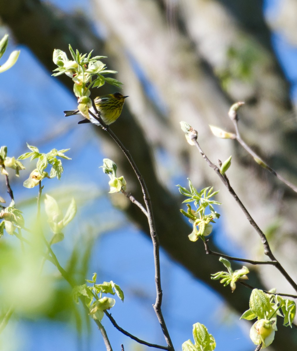 Cape May Warbler - ML232594061