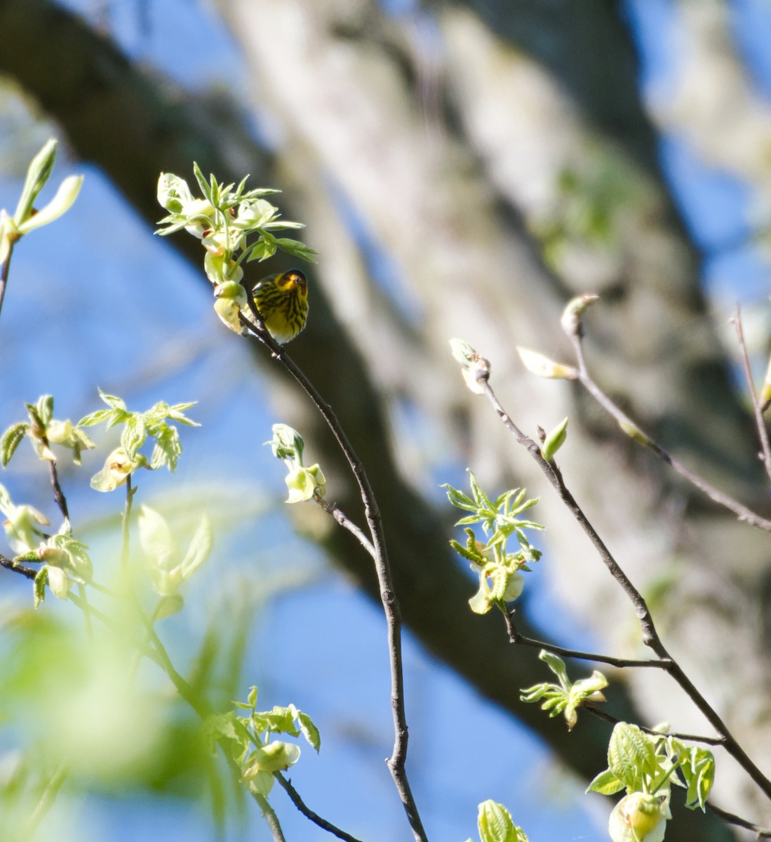 Cape May Warbler - Robert Sebring