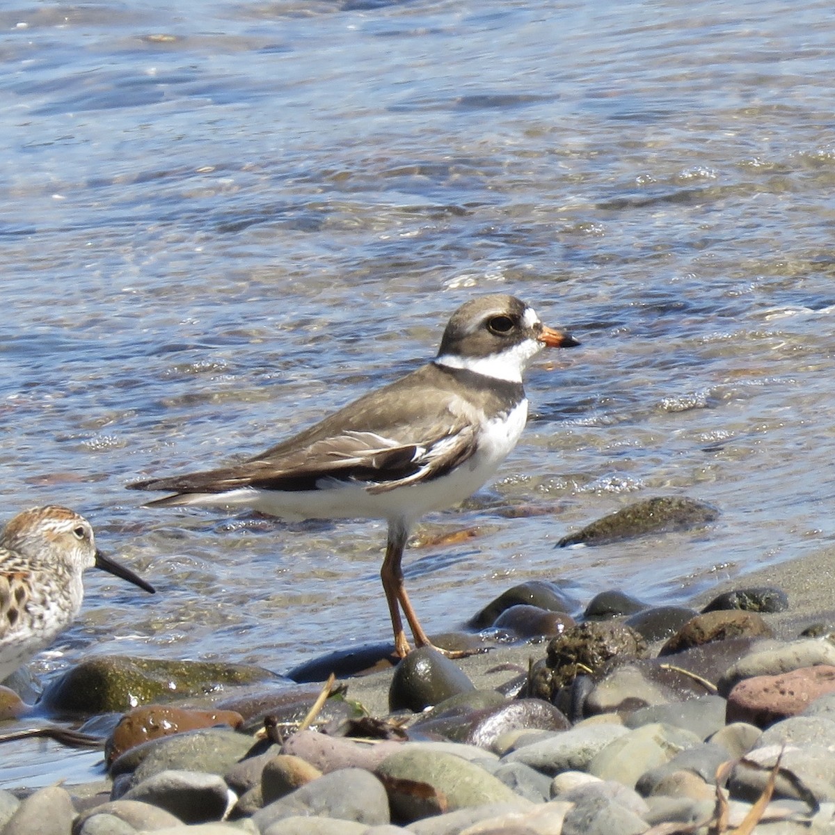 Semipalmated Plover - ML232595981