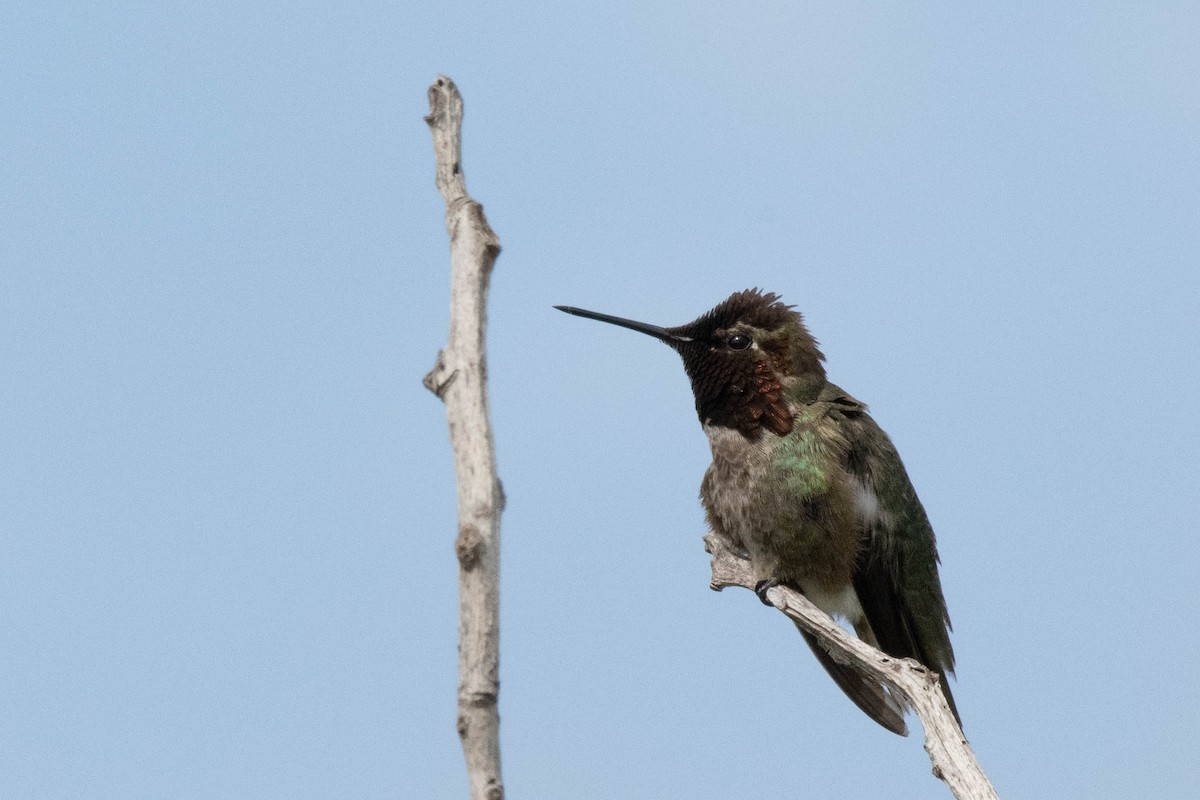 Anna's Hummingbird - ML232596041