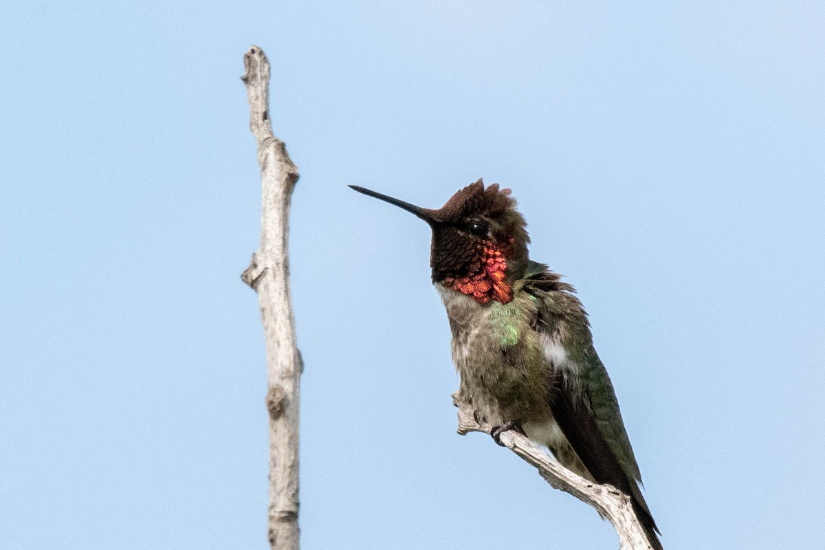 Anna's Hummingbird - ML232596051