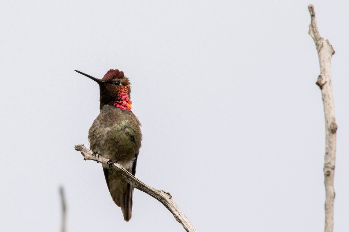Anna's Hummingbird - ML232596111