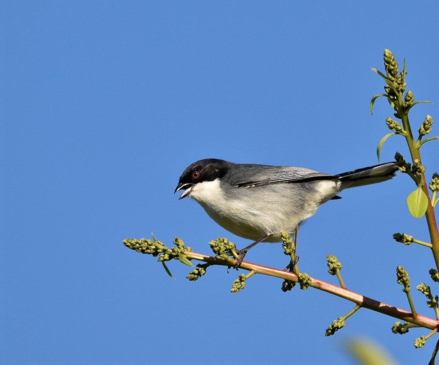 Black-capped Warbling Finch - ML232597551